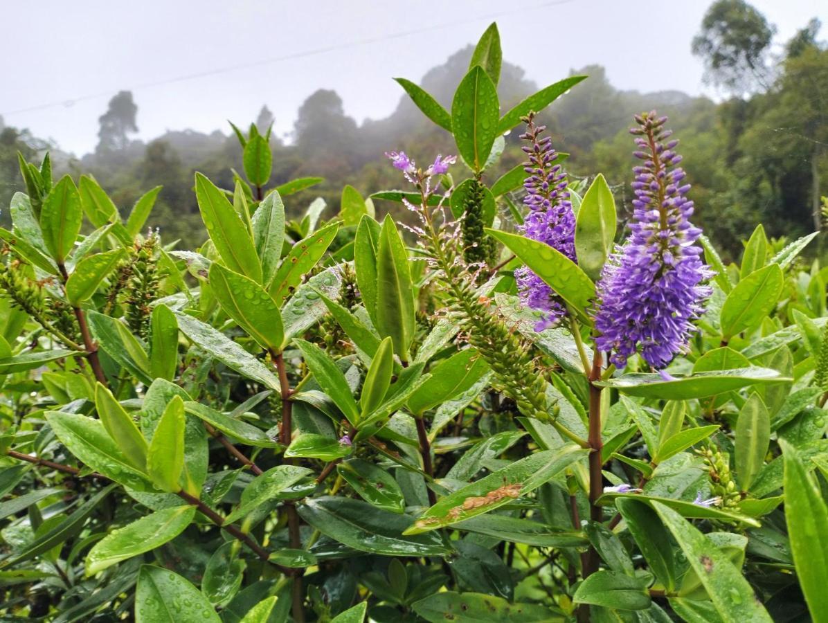 Ng Family'S Farm Stay Cameron Highlands Exteriör bild