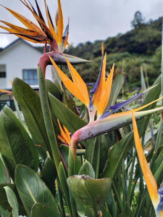 Ng Family'S Farm Stay Cameron Highlands Exteriör bild